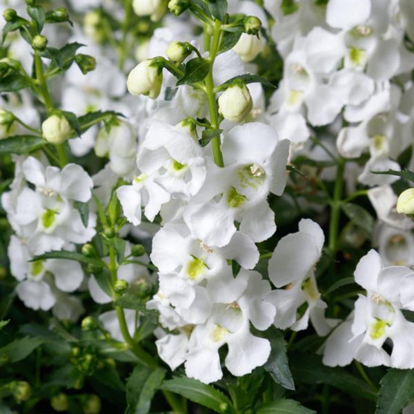 Angelissa™ White Bloom