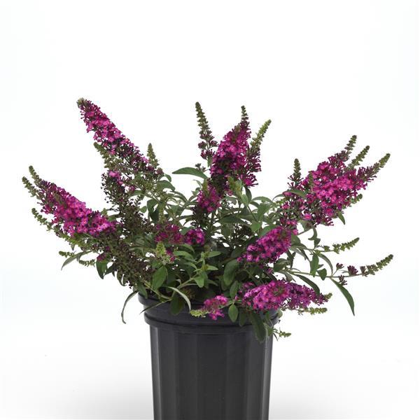 Chrysalis™ Cranberry Container
