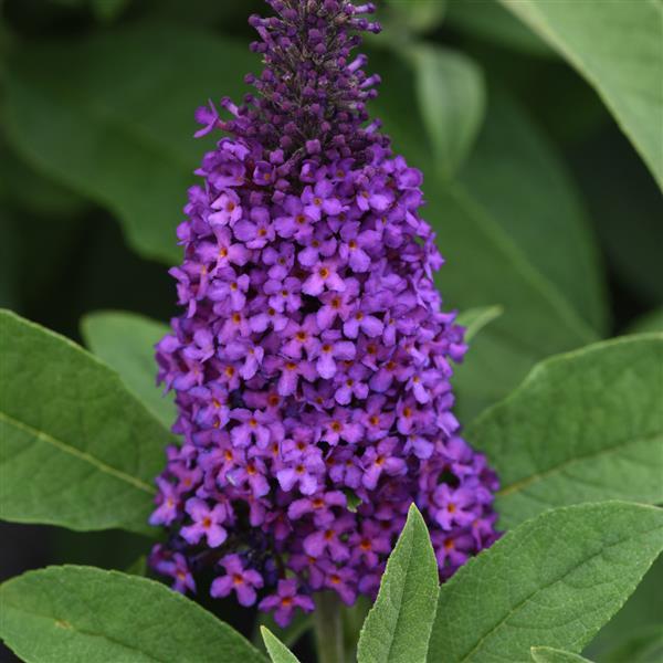 Chrysalis™ Purple Bloom