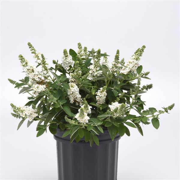 Chrysalis™ White Container