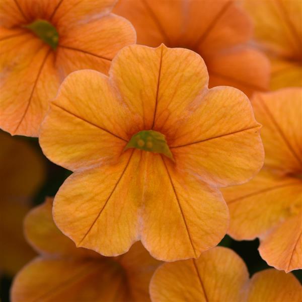 Cha-Cha™ Tangerine Bloom