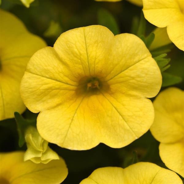 Cha-Cha™ Yellow Bloom