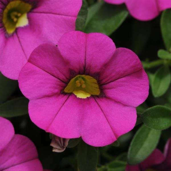 MiniFamous<sup>®</sup> Neo Purple Bloom