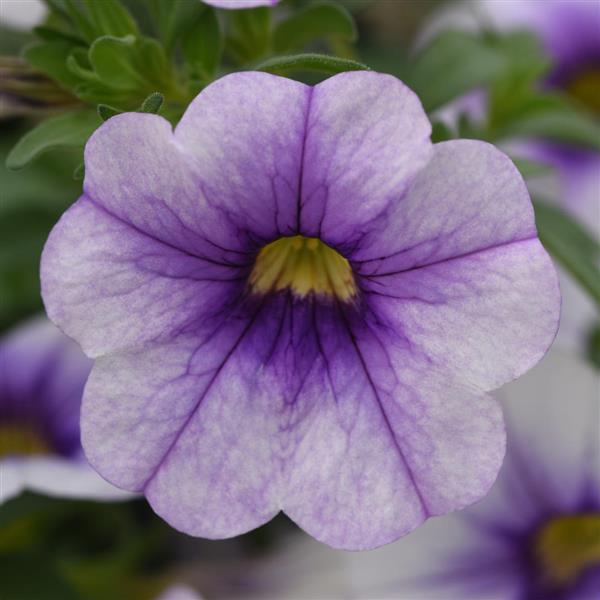 MiniFamous<sup>®</sup> Neo Violet Ice Bloom
