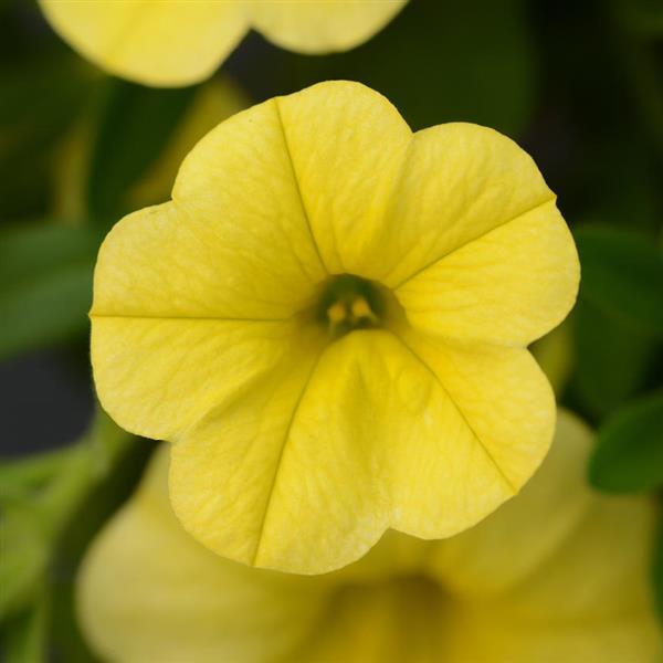 MiniFamous<sup>®</sup> Neo Deep Yellow Bloom