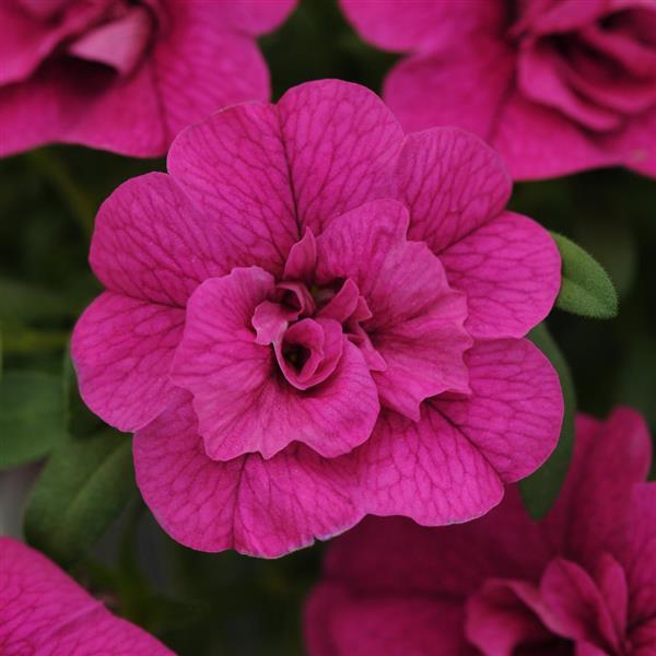 MiniFamous<sup>®</sup> Neo Double Purple Bloom