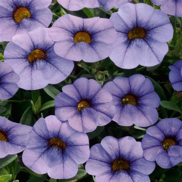 MiniFamous<sup>®</sup> Neo Light Blue Bloom