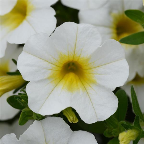 MiniFamous<sup>®</sup> Neo White+Yellow Eye Bloom