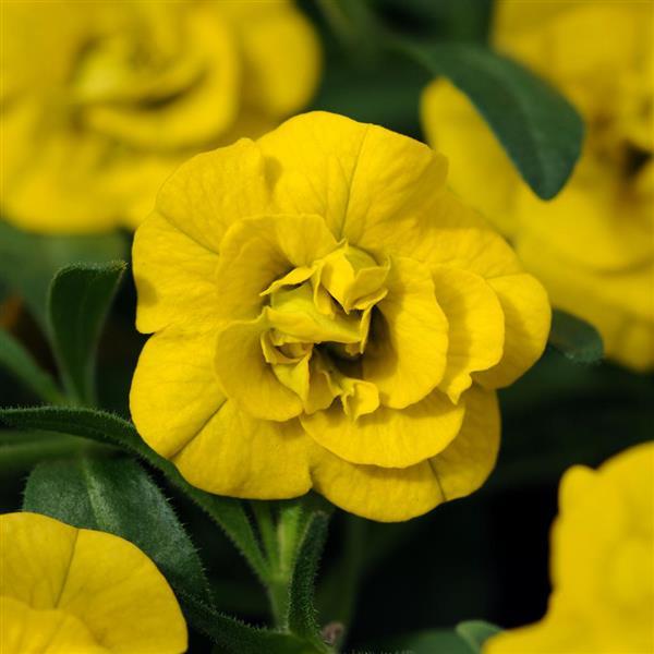 MiniFamous<sup>®</sup> Neo Double Deep Yellow Bloom