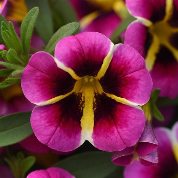 MiniFamous<sup>®</sup> Neo Pink Hawaii Bloom