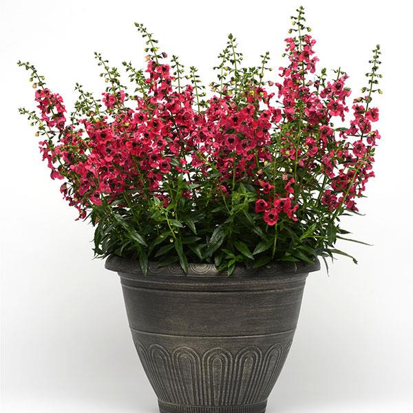 Archangel™ Cherry Red Container