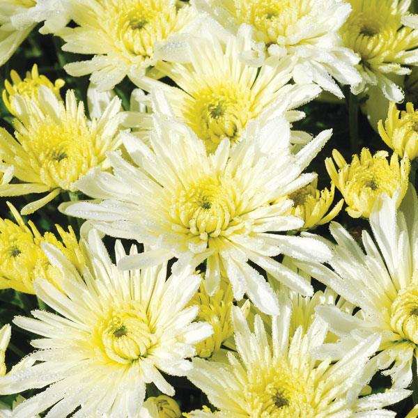 Garden Mum Starburst White Bloom