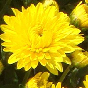 Garden Mum Katelli Yellow Bloom