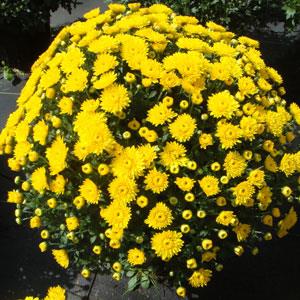 Garden Mum Katelli Yellow Container