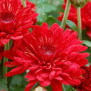 Garden Mum Radiant Red Bloom
