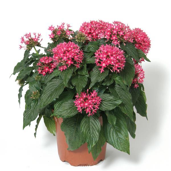 Butterfly™ Deep Pink Container