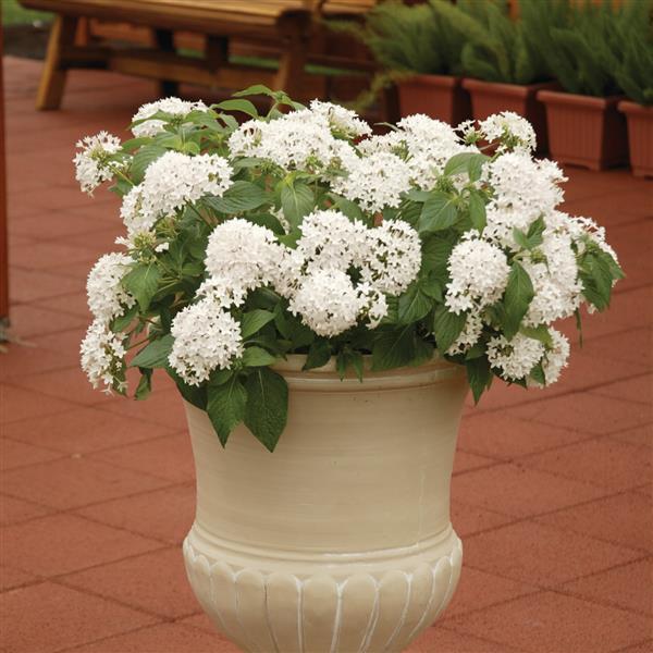 Butterfly™ White Container
