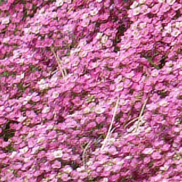 Easter Bonnet Deep Pink Bloom
