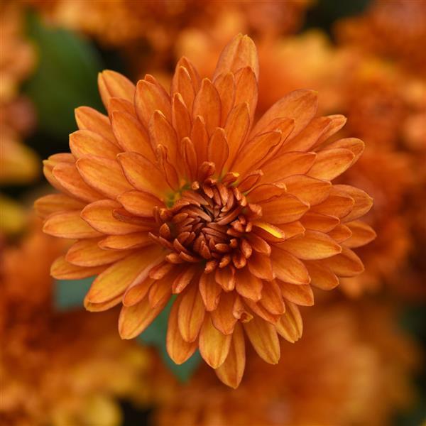 Garden Mum Petit Orange Bloom
