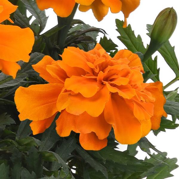 Durango<sup>®</sup> Orange Bloom
