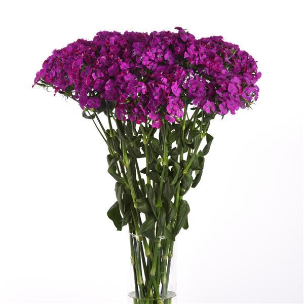 Amazon™ Neon Purple Mono Vase, White Background