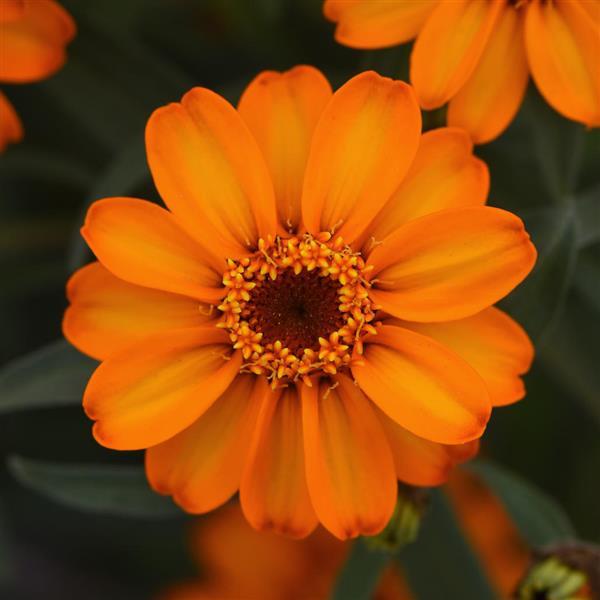 Star Orange Bloom