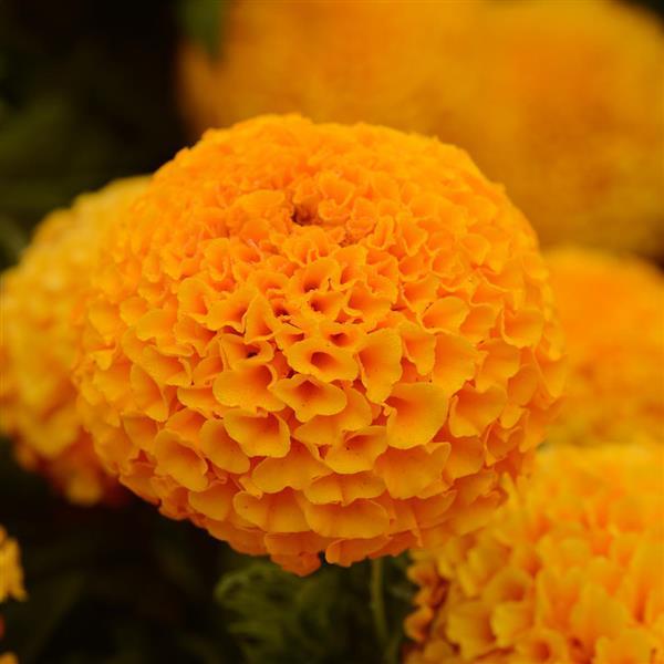 Taishan<sup>®</sup> Orange Bloom