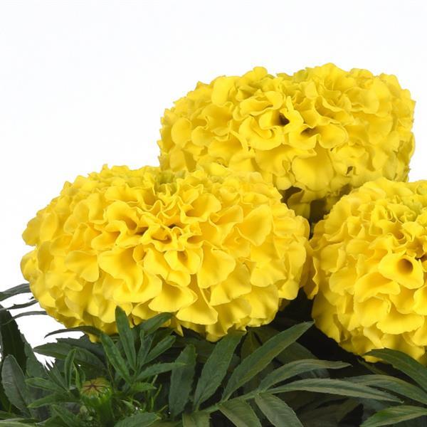 Taishan<sup>®</sup> Yellow Bloom