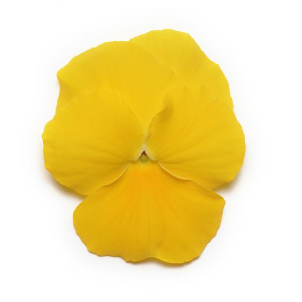 Panola<sup>®</sup> XP Yellow Bloom
