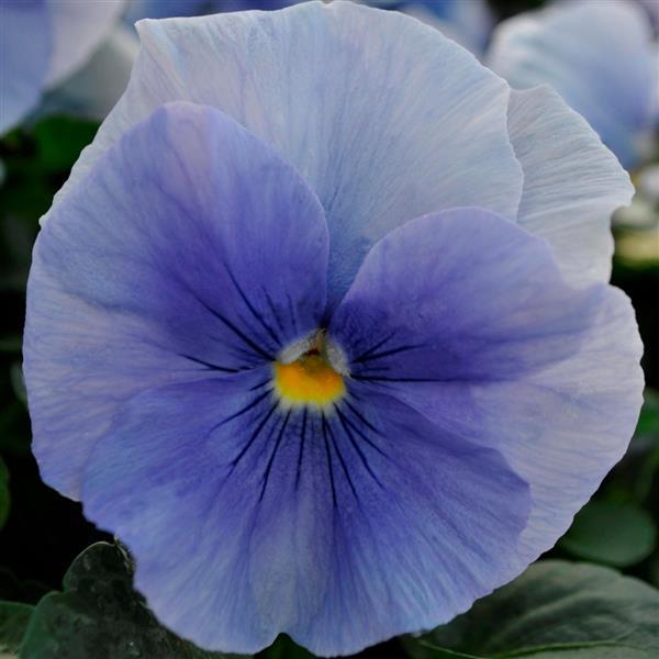 Spring Matrix™ Blue Bloom