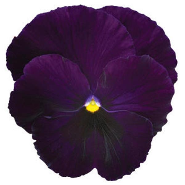 Spring Matrix™ Purple Bloom
