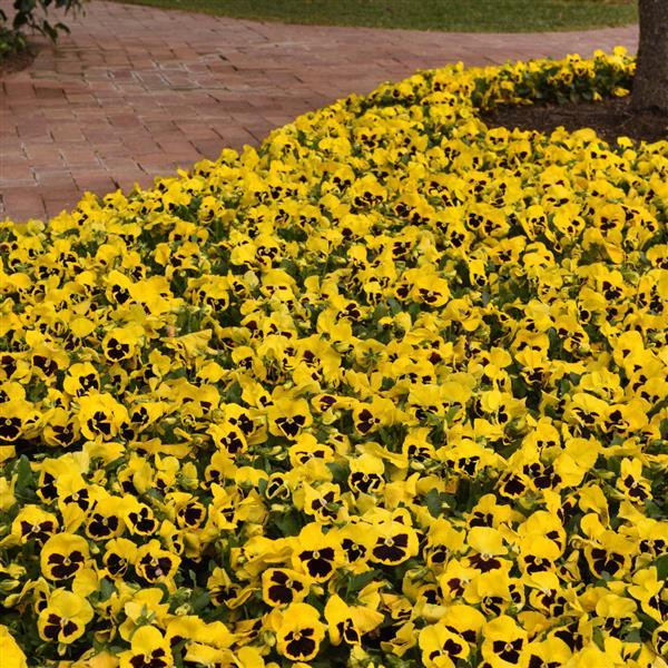 Spring Matrix™ Yellow Blotch Landscape