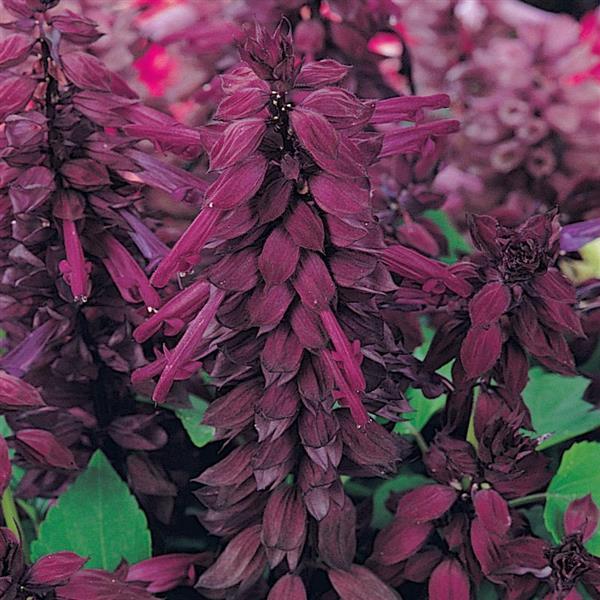 Vista™ Purple Bloom