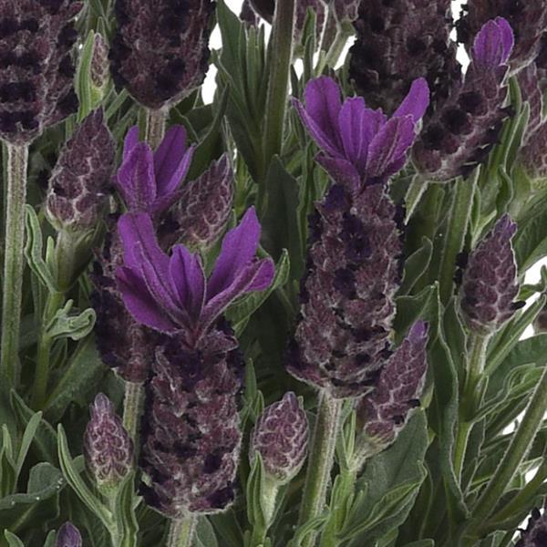 Anouk Purple Flare Bloom
