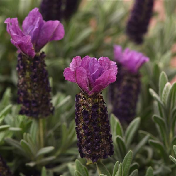 Anouk Purple Medley Bloom