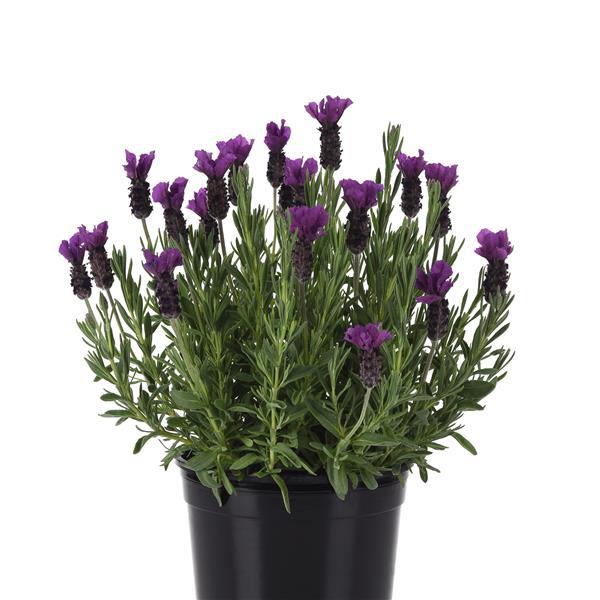 Anouk Purple Medley Container
