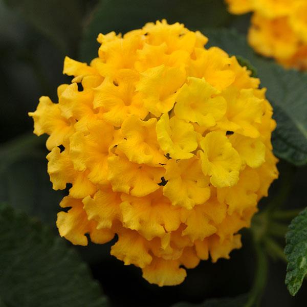 Landmark™ Yellow Bloom
