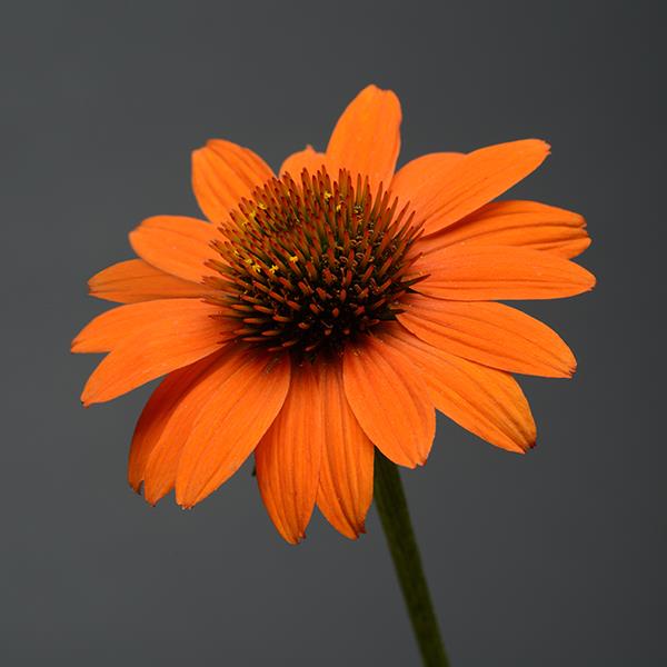 Sombrero<sup>®</sup> Adobe Orange Bloom