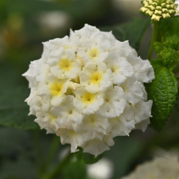 Lucky™ White Bloom