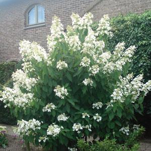 Hydrangea paniculata Sweet Summer Garden