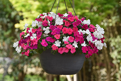 A hanging basket of Portland Mixture Beacon Impatiens in pinks and white shades.