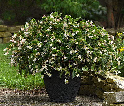 A large patio container of Dragon Wing White Begonia.