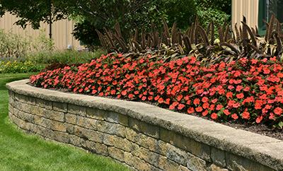 Solarscape Orange Interspecific Impatiens in a raised bed with Ornamental Millet.