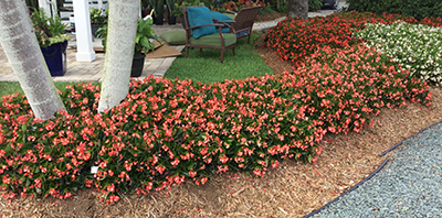 Multiple colors of Hula Spreading Begonia in the ground surrounding the trunk of a tree.