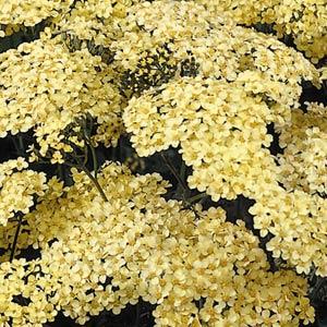 Achillea Moon Dust