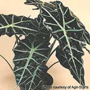 Alocasia Polly Bloom
