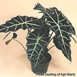 Alocasia Polly Container