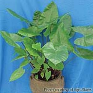 Alocasia Black Stem Container