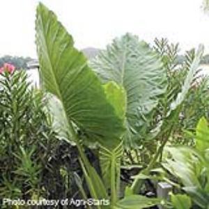 Alocasia Calidora Garden