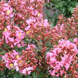 Enduring Summer Pink Bloom